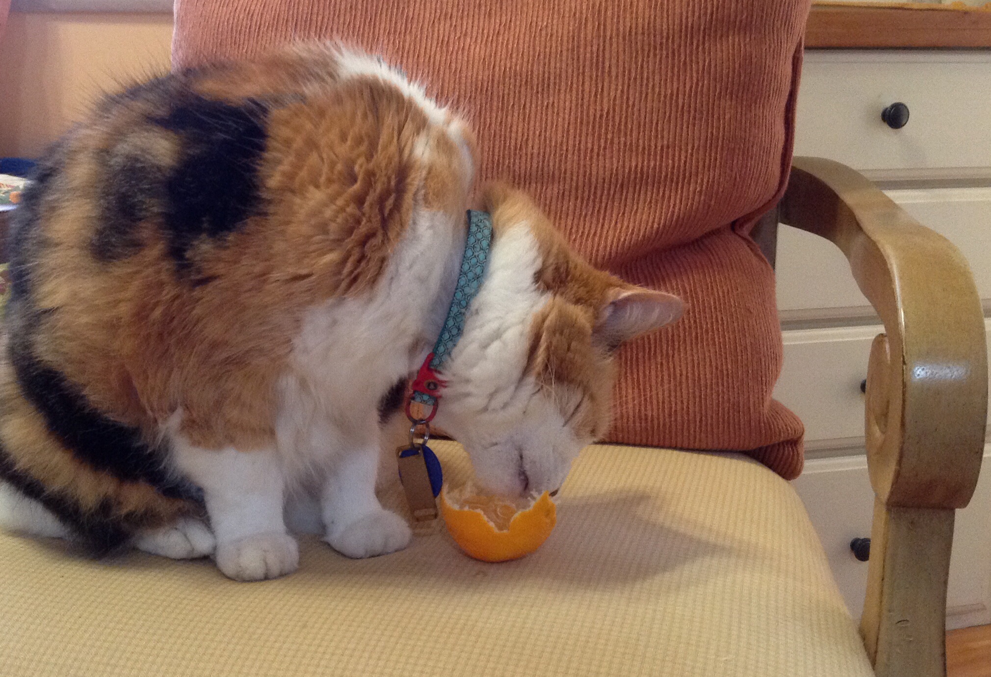 cat eating orange